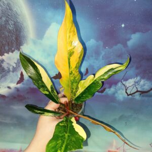 Philodendron Caramel Marble Variegated