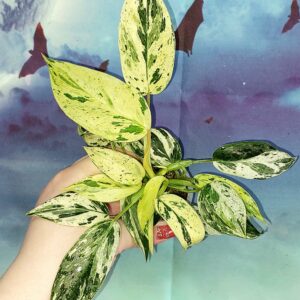 Philodendron Emerald Queen Marble