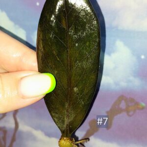 Zamioculcas Black Orange