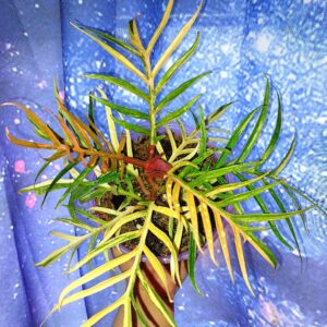 Philodendron Tortum Variegated