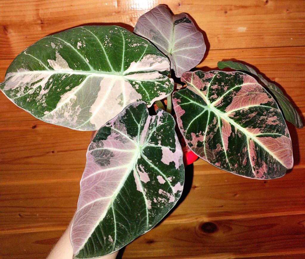 Alocasia Black Velvet Pink Variegata