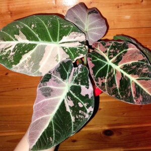 Alocasia Black Velvet Pink Variegata
