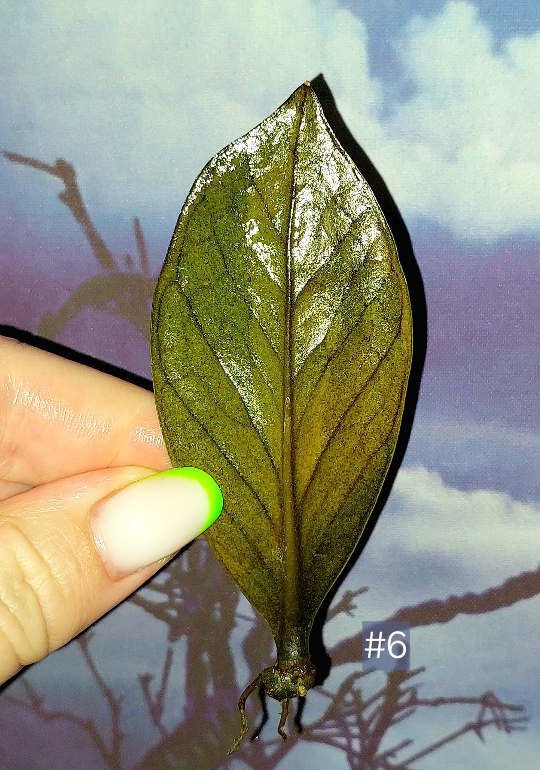 Zamioculcas Black Orange