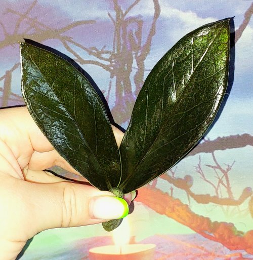 Zamioculcas Black Emerald