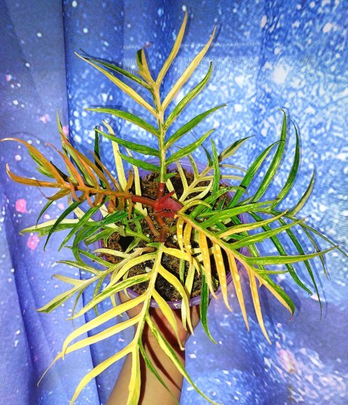 Philodendron Tortum Variegated