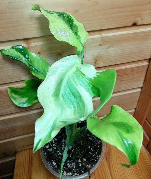 Monstera Flamicito