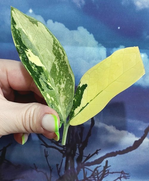 Zamioculcas Queen