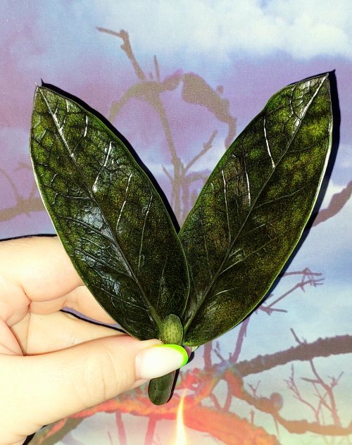 Zamioculcas Black Emerald