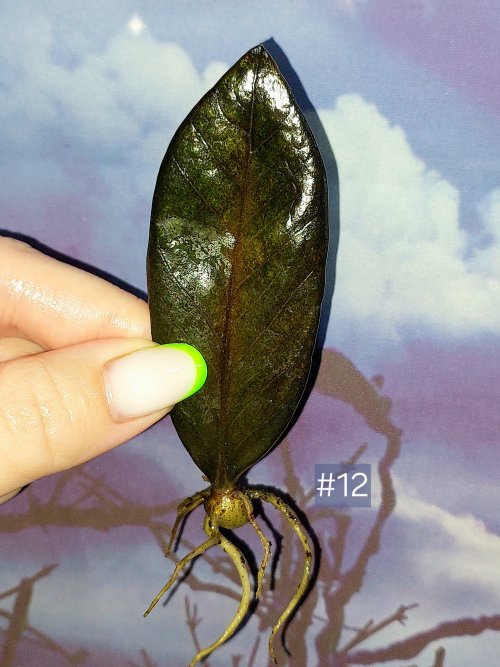 Zamioculcas Black Orange