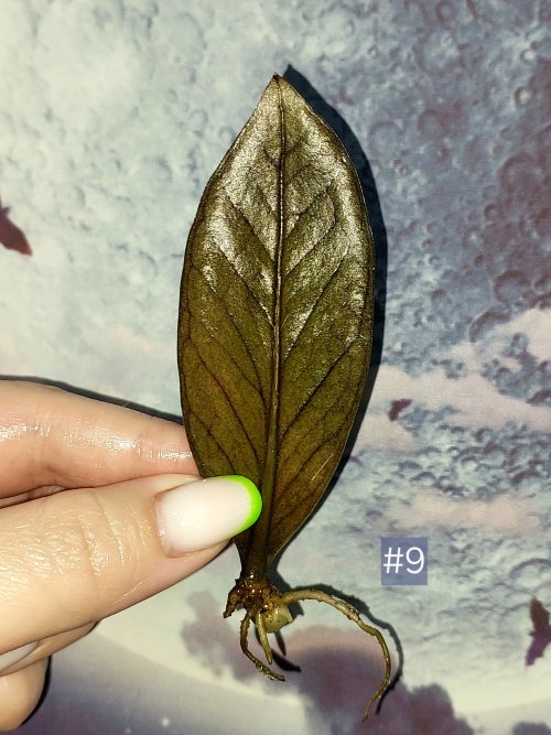 Zamioculcas Black Orange