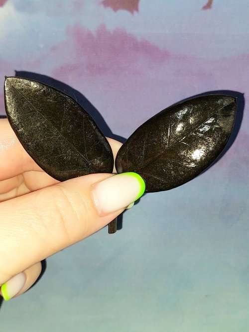 Zamioculcas Black Akebono
