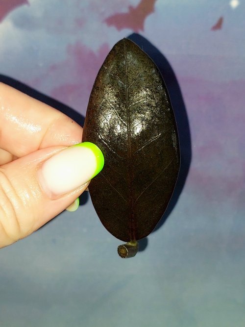 Zamioculcas Black Akebono
