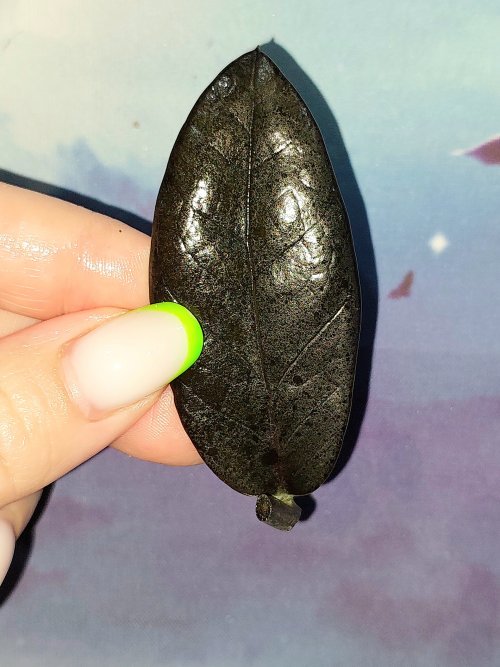 Zamioculcas Black Akebono