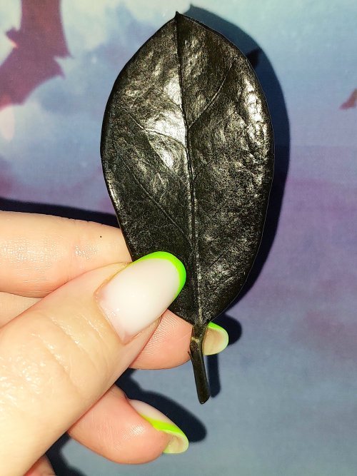 Zamioculcas Black Akebono