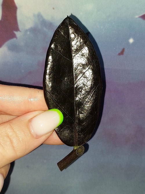 Zamioculcas Black Akebono