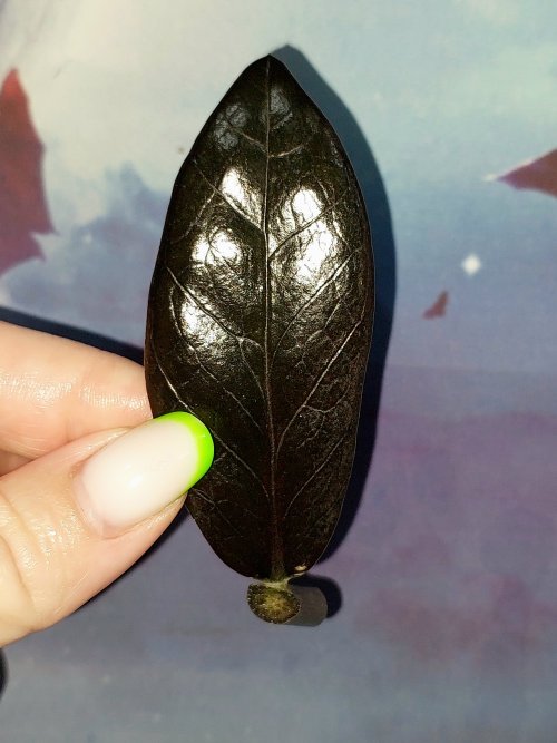 Zamioculcas Black Akebono