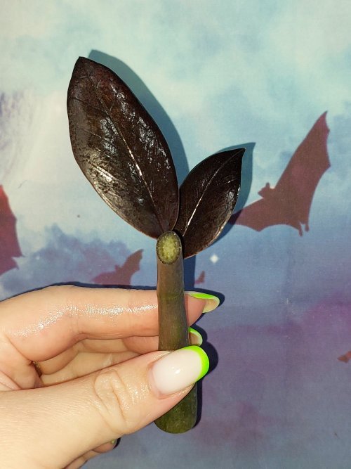 Zamioculcas Black Akebono