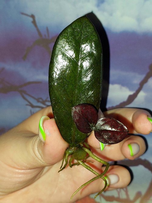 Zamioculcas Black Akebono