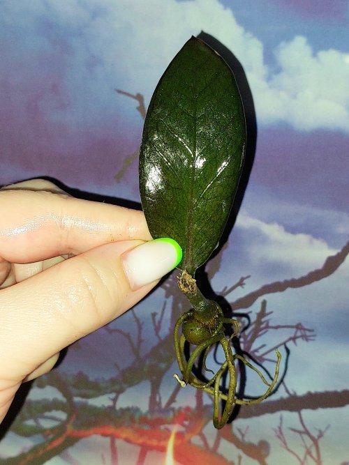 Zamioculcas Black Akebono