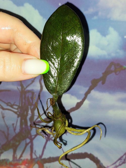 Zamioculcas Black Akebono