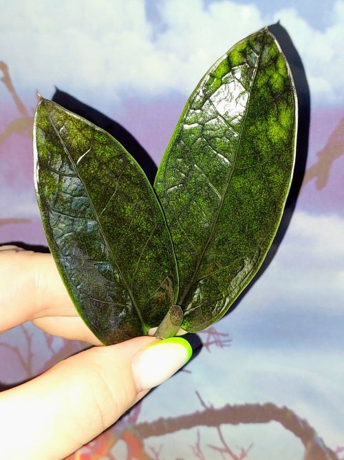 Zamioculcas Black Emerald