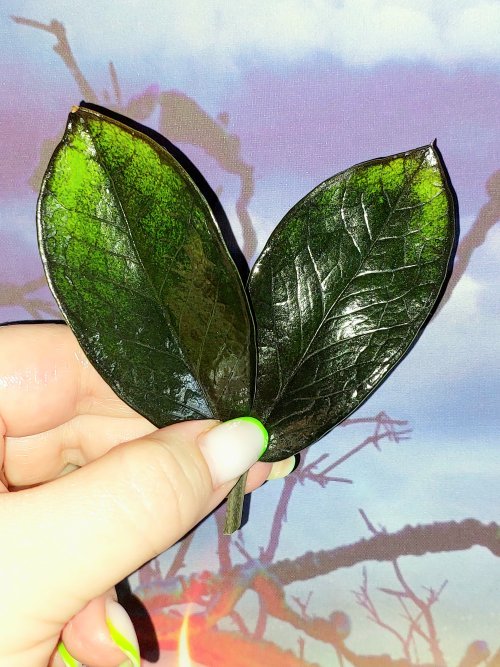 Zamioculcas Black Emerald