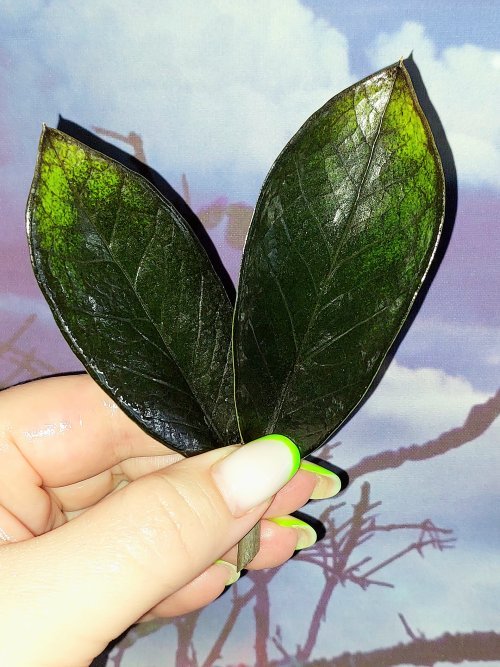 Zamioculcas Black Emerald