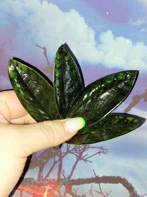 Zamioculcas Black Emerald