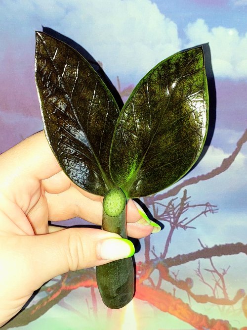 Zamioculcas Black Emerald