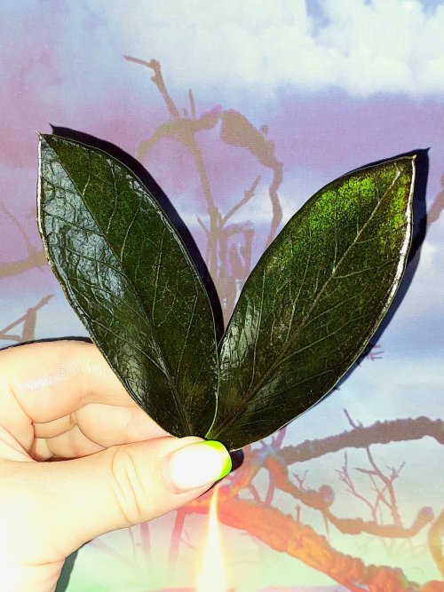 Zamioculcas Black Emerald