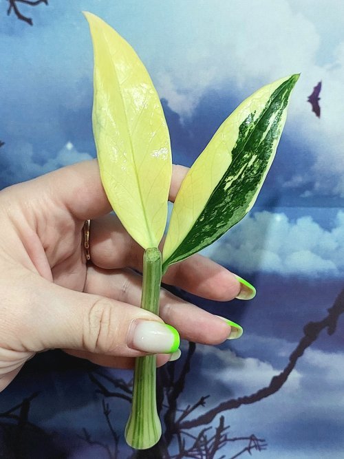 Zamioculcas Queen