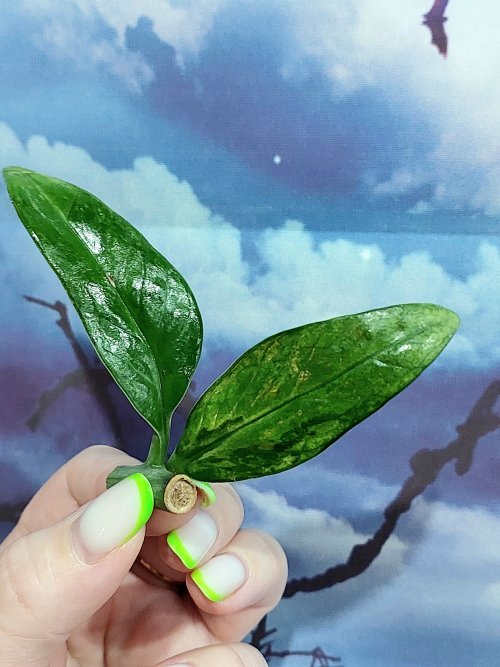 Zamioculcas Queen