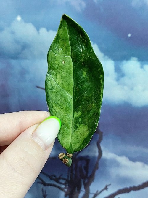 Zamioculcas Queen