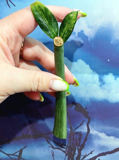 Zamioculcas Queen