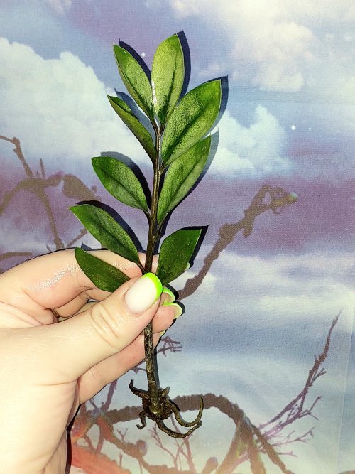 Zamioculcas Lucky White Variegated