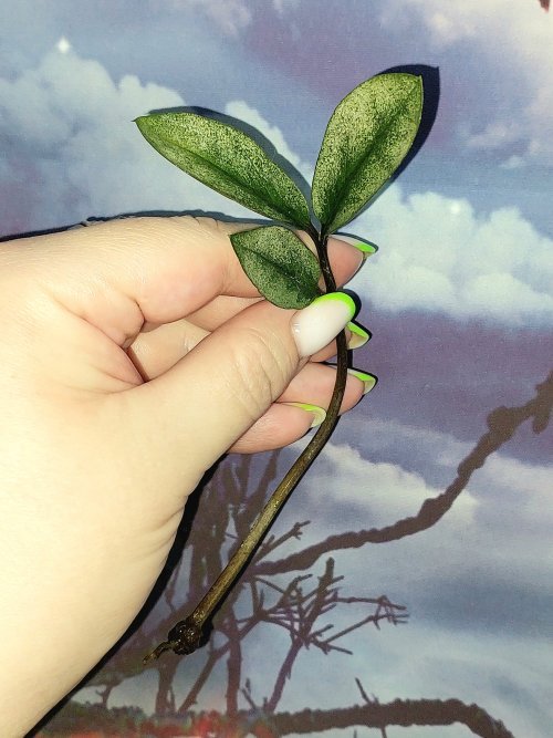 Zamioculcas Lucky White Variegated
