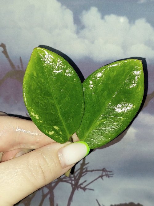 Zamioculcas Silver Green Mutation