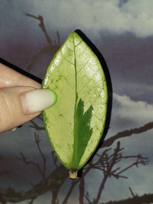 Zamioculcas Silver Green Mutation