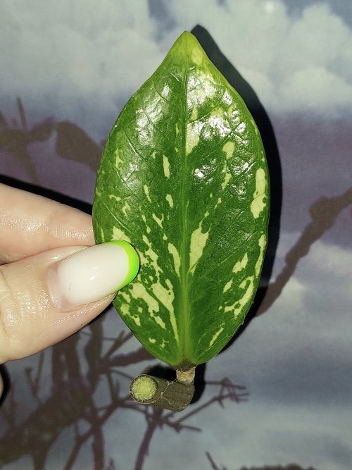 Zamioculcas Silver Green Mutation