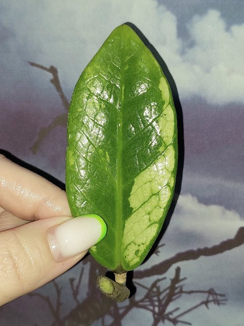 Zamioculcas Silver Green Mutation