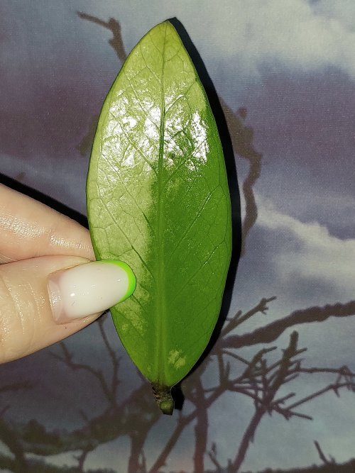 Zamioculcas Silver Green Mutation