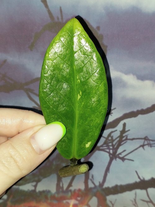 Zamioculcas Silver Green Mutation