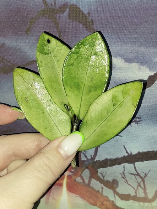 Zamioculcas Silver Green Mutation