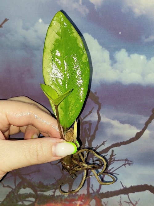 Zamioculcas Silver Green Mutation