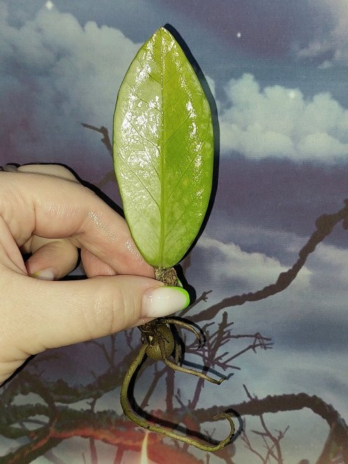 Zamioculcas Silver Green Mutation