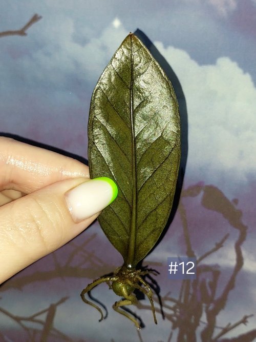 Zamioculcas Black Orange