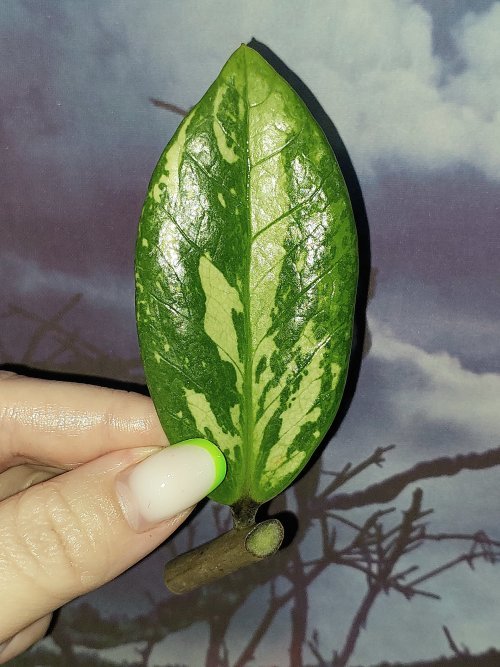 Zamioculcas Silver Green Mutation