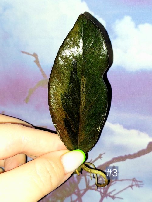 Zamioculcas Black Orange