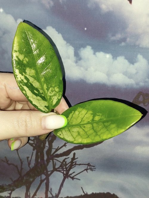 Zamioculcas Silver Green Mutation