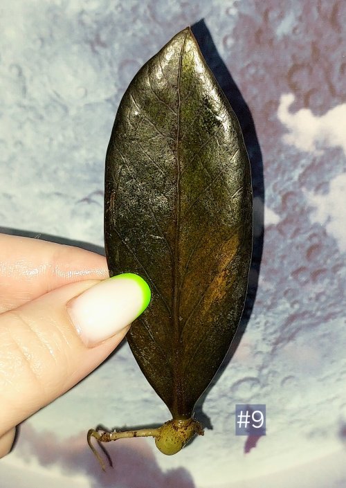 Zamioculcas Black Orange
